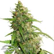 Dutch Passion Seeds CBD AUTO Compassion Lime